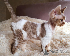 Photo №1. devon rex - à vendre en ville de Swellendam Local Municipality | 322€ | Annonce № 111727