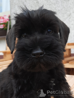 Photo №4. Je vais vendre odis en ville de Krivoy Rog. éleveur - prix - 284€