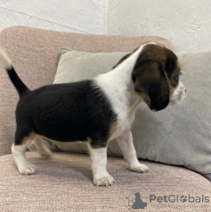 Photo №2 de l'annonce № 50496 de la vente beagle - acheter à USA annonce privée