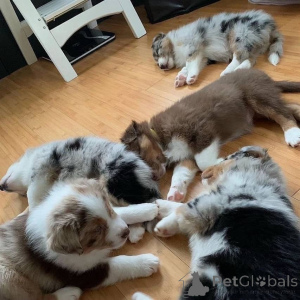 Photo №3. Adorables chiots à vendre. Allemagne