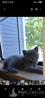 Photo №2 de l'annonce № 145318 de la vente scottish straight - acheter à USA annonce privée