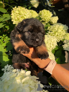 Photos supplémentaires: Beaux chiots GSD d'Europe à vendre