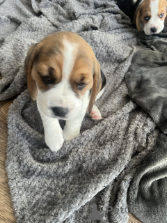 Photo №2 de l'annonce № 143136 de la vente spitz allemand - acheter à USA annonce privée