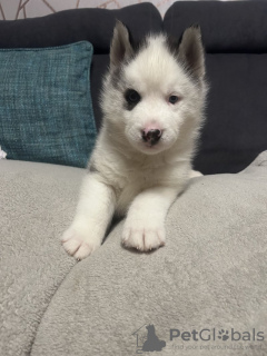 Photo №4. Je vais vendre husky de sibérie en ville de Beverly Hills. annonce privée - prix - 478€