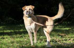 Photo №4. Je vais vendre chien bâtard en ville de Rivière moscou.  - prix - Gratuit