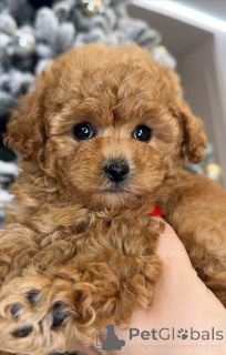 Photo №3. Chiots adorables et mignons à vendre, contactez WhatsApp Business 447450021323. La finlande