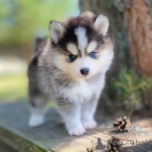 Photo №3. MINI HUSKY POMERANIEN - POMSKY. Allemagne