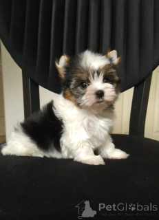 Photo №3. Castor York Super mini. Turquie