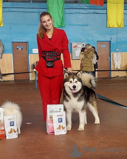 Photo №4. Handler en Biélorussie. Annonce № 41875