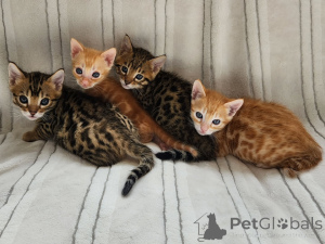 Photo №2 de l'annonce № 174896 de la vente bengal - acheter à Allemagne éleveur