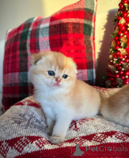Photo №3. chatons Scottish Fold à adopter Tous nos chatons sont à jour sur les. France