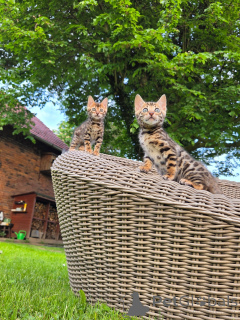 Photo №4. Je vais vendre bengal en ville de Munich. éleveur - prix - négocié