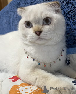 Photo №2. Service d'accouplement scottish foldchien bâtard. Prix - 106€