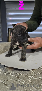 Photo №4. Je vais vendre american pit bull terrier en ville de Belgrade.  - prix - négocié