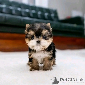 Photo №1. yorkshire terrier - à vendre en ville de Chicago | négocié | Annonce №137534