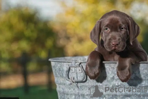 Photos supplémentaires: Chiots Labrador Retriever pure race à vendre