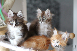 Photo №3. Chatons Maine Coon disponibles à la vente dans des foyers aimants. Espagne