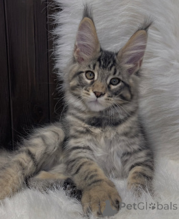 Photo №1. maine coon - à vendre en ville de Bellaire | 533€ | Annonce № 161771