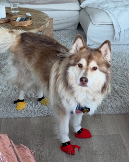 Photo №3. Doux comme la neige, chaud comme l'amour. La finlande