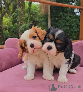 Photo №1. cavalier king charles spaniel - à vendre en ville de Bilje | négocié | Annonce №175739