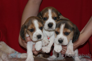 Photo №1. beagle - à vendre en ville de Aleksandria Pierwsza | 627€ | Annonce №151418