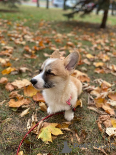 Photo №3. Welsh Corgi Pembroke. Pologne