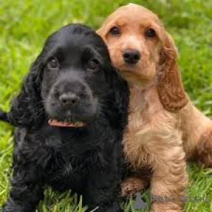 Photo №3. Preciosos cachorros Cocker Spaniel Americano en vente. Espagne