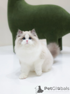 Photo №1. ragdoll - à vendre en ville de Friborg | négocié | Annonce № 160076