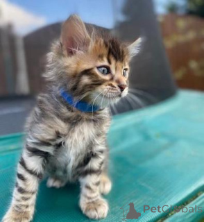 Photo №2 de l'annonce № 176770 de la vente bengal - acheter à Allemagne annonce privée