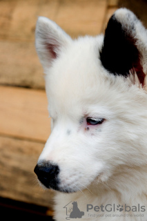 Photos supplémentaires: Un charmant petit chien - un étranglement yakut
