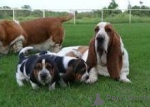 Photo №1. basset hound - à vendre en ville de Varna | négocié | Annonce №175973