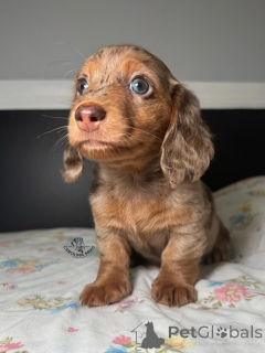 Photo №1. teckel - à vendre en ville de Brême | Gratuit | Annonce №150842