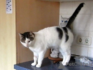 Photo №4. Je vais vendre mekong bobtail en ville de Salzgitter. annonce privée - prix - 200€