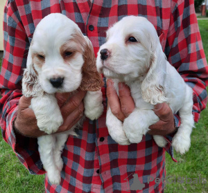 Photos supplémentaires: Chiots Cocker Anglais