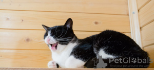 Photos supplémentaires: Belle chatte tricolore Alice entre de bonnes mains