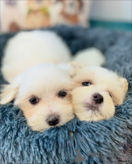 Photo №2 de l'annonce № 164005 de la vente bichon maltais - acheter à La finlande annonce privée, de l'abri