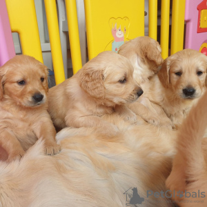 Photo №2 de l'annonce № 115949 de la vente golden retriever - acheter à Allemagne annonce privée