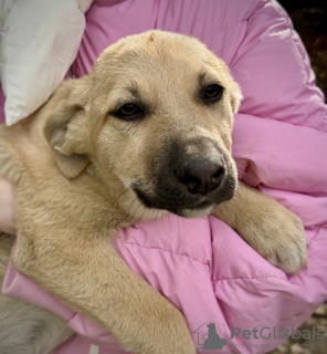 Photos supplémentaires: De merveilleux chiots entre de bonnes mains.