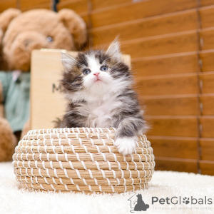 Photo №2 de l'annonce № 158644 de la vente chat des forêts norvégiennes - acheter à Allemagne annonce privée