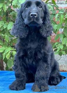 Photo №1. cocker spaniel anglais - à vendre en ville de Ada | Gratuit | Annonce №113038