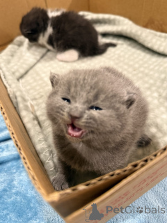 Photo №4. Je vais vendre british shorthair en ville de Karlsruhe. éleveur - prix - 220€