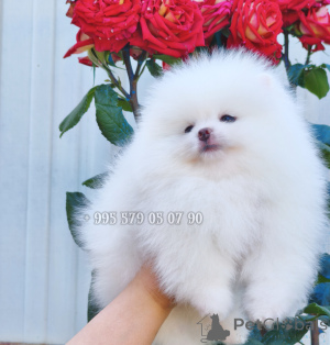 Photo №4. Je vais vendre spitz nain en ville de Tbilissi. annonce privée, de la fourrière, éleveur - prix - négocié
