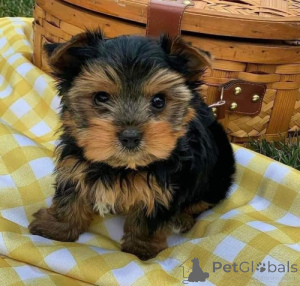 Photo №1. yorkshire terrier - à vendre en ville de Ville de Floride | négocié | Annonce №170505