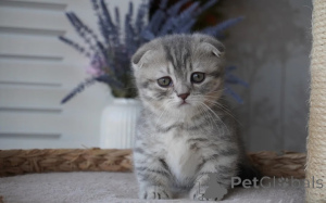 Photo №1. munchkin - à vendre en ville de Bondorf | 350€ | Annonce № 178045