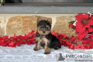 Photo №3. Yorkshire Terriers à vendre. Allemagne