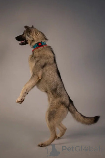 Photo №4. Je vais vendre chien bâtard en ville de Saint-Pétersbourg. annonce privée - prix - Gratuit