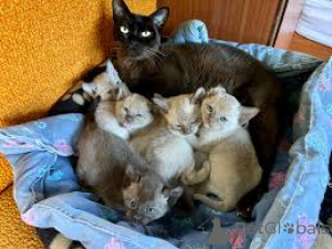 Photo №1. burmese - à vendre en ville de Helsinki | 580€ | Annonce № 164064