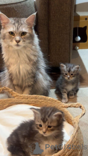 Photo №1. maine coon - à vendre en ville de Cremlingen | Gratuit | Annonce № 145312