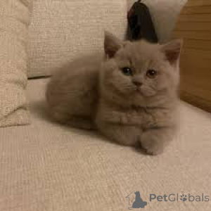 Photo №4. Je vais vendre british shorthair en ville de Berne. annonce privée, éleveur - prix - 700€