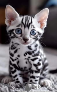 Photo №2 de l'annonce № 145455 de la vente bengal - acheter à Pays Bas annonce privée, de la fourrière, éleveur